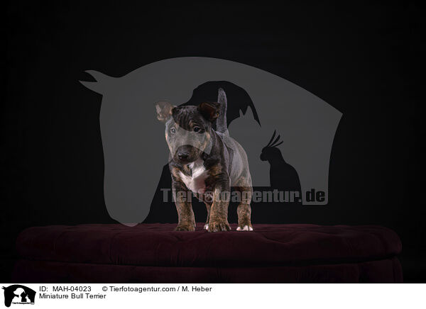 Miniature Bull Terrier / MAH-04023