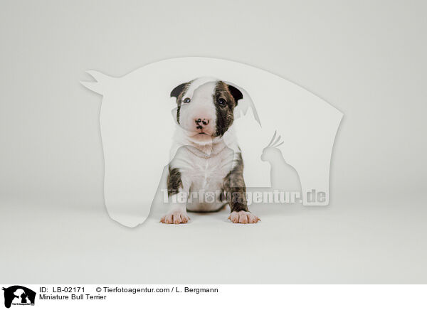 Miniature Bull Terrier / LB-02171