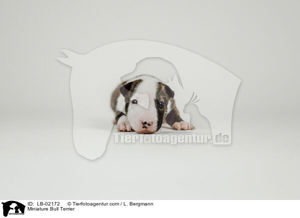 Miniature Bull Terrier / LB-02172