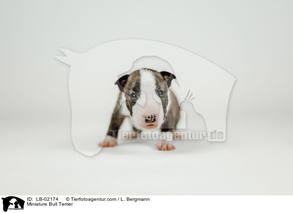 Miniatur Bullterrier / Miniature Bull Terrier / LB-02174