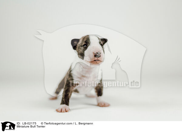 Miniature Bull Terrier / LB-02175
