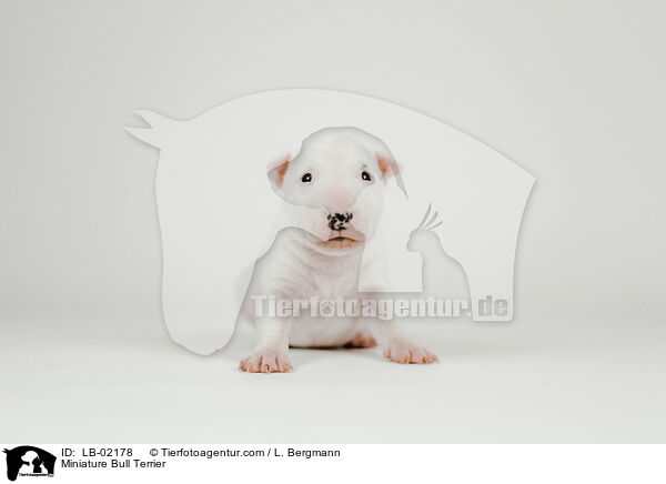 Miniatur Bullterrier / Miniature Bull Terrier / LB-02178