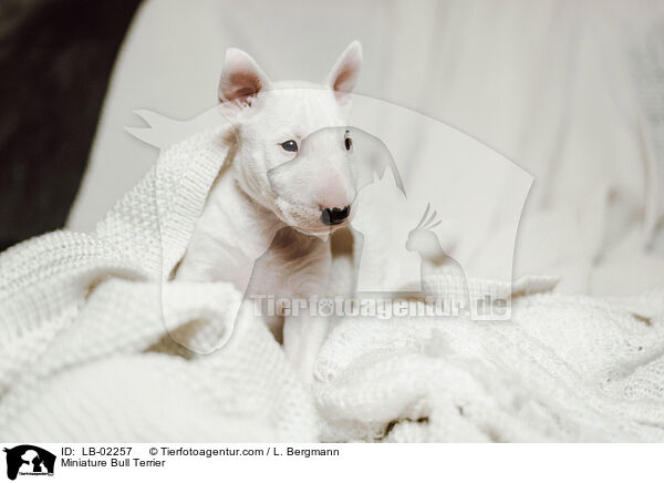 Miniature Bull Terrier / LB-02257