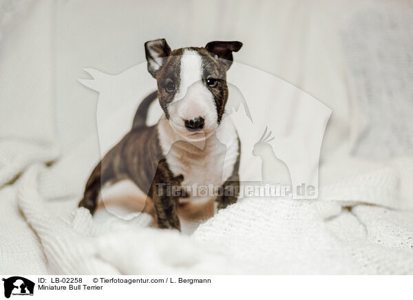 Miniature Bull Terrier / LB-02258
