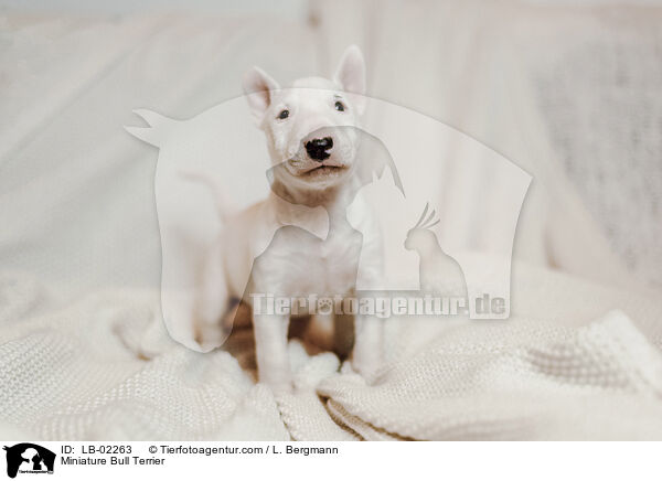 Miniature Bull Terrier / LB-02263