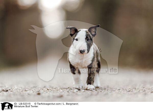 Miniatur Bullterrier / Miniature Bull Terrier / LB-02315