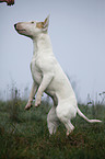 English Bull Terrier shows trick