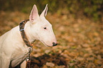 Miniature Bull Terrier Portrait