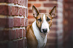 Miniatur Bull Terrier portrait
