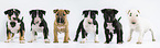 6 Miniature Bull Terrier Puppies