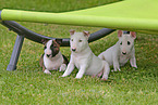 Miniature Bull Terrier Puppies