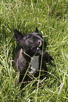 female Miniature Bull Terrier