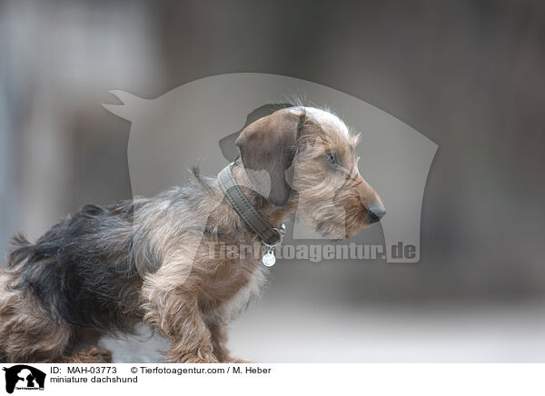 miniature dachshund / MAH-03773