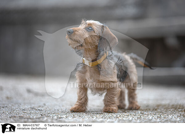 miniature dachshund / MAH-03787