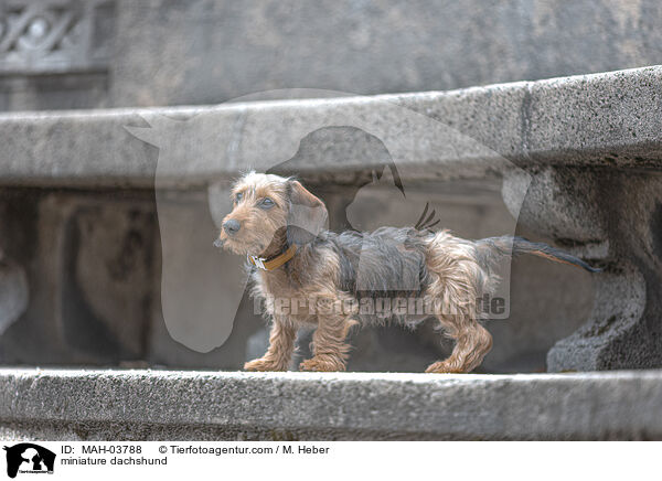 miniature dachshund / MAH-03788
