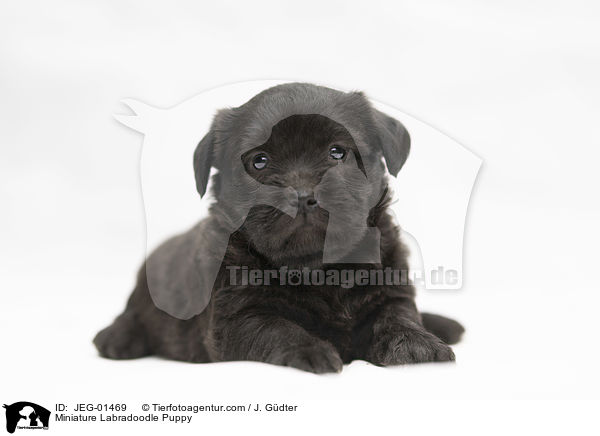 Miniature Labradoodle Puppy / JEG-01469