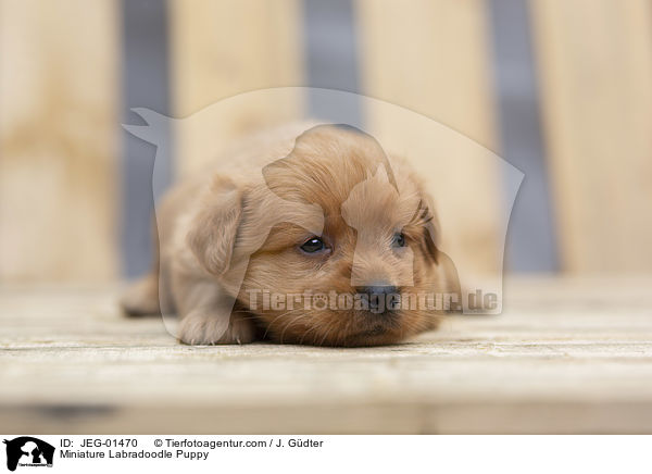 Miniature Labradoodle Puppy / JEG-01470
