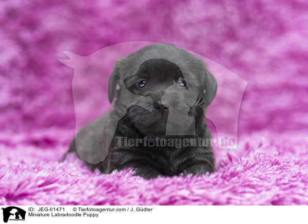 Miniature Labradoodle Puppy / JEG-01471
