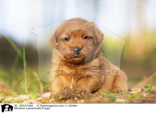 Miniature Labradoodle Puppy / JEG-01480
