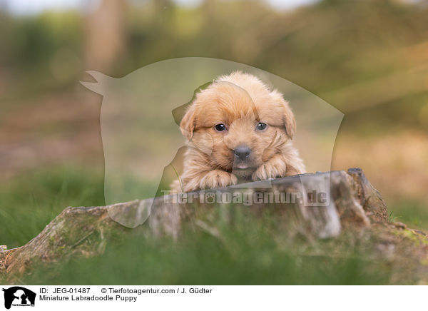 Miniature Labradoodle Puppy / JEG-01487