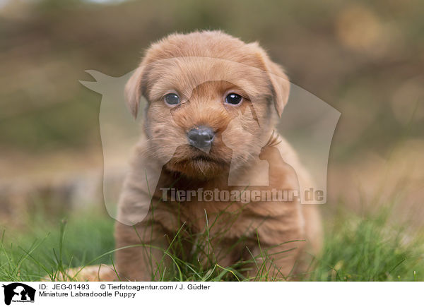 Miniature Labradoodle Puppy / JEG-01493
