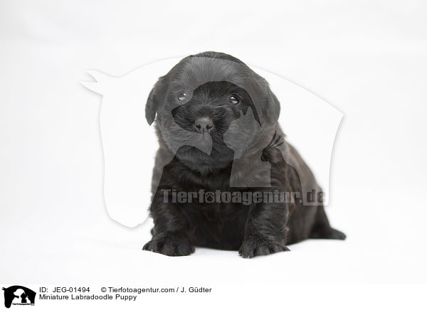 Miniature Labradoodle Puppy / JEG-01494
