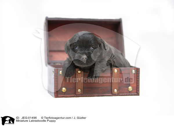 Miniature Labradoodle Puppy / JEG-01496