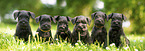 6 Miniature Schnauzer puppies