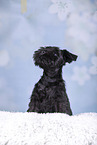 Miniature Schnauzer puppy