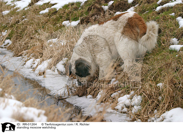 stehender Moskauer Wachhund / standing moscow watchdog / RR-01264