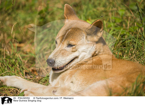 New Guinea Singing dog / PW-09559