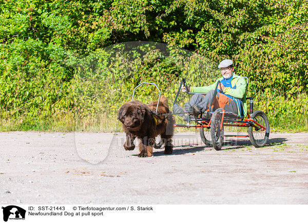 Newfoundland Dog at pull sport / SST-21443