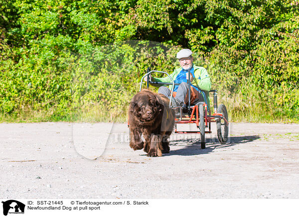 Newfoundland Dog at pull sport / SST-21445