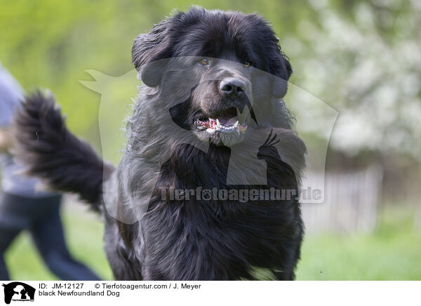 black Newfoundland Dog / JM-12127