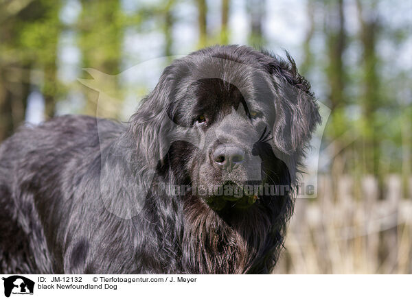 black Newfoundland Dog / JM-12132