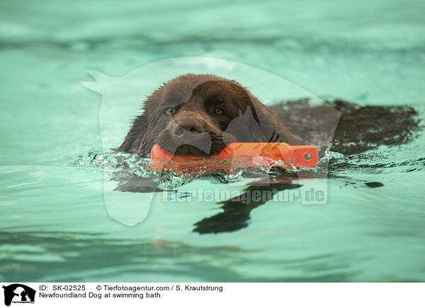 Newfoundland Dog at swimming bath / SK-02525