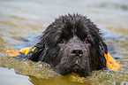 Newfoundland is trained as a water rescue dog
