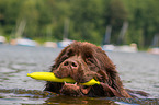 Newfoundland is trained as a water rescue dog