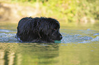 Newfoundland in the water