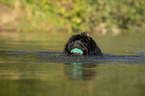 Newfoundland in the water