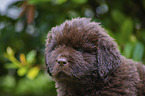 Newfoundland Puppy portrait