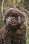Newfoundland Puppy portrait