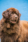 Newfoundland Dog Portrait