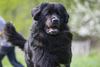 black Newfoundland Dog