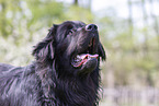 black Newfoundland Dog