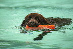 Newfoundland Dog at swimming bath
