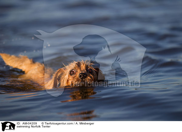 swimming Norfolk Terrier / AM-04209