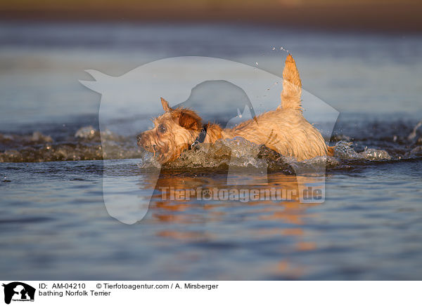 bathing Norfolk Terrier / AM-04210