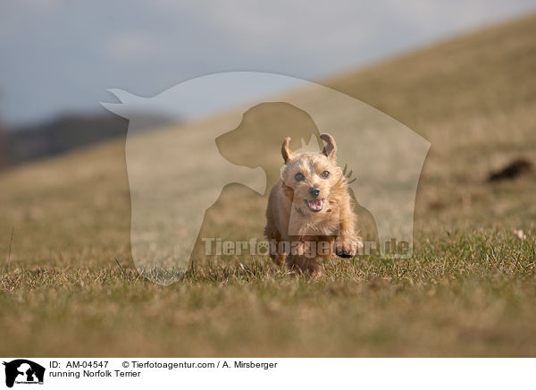 running Norfolk Terrier / AM-04547