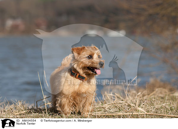 Norfolk Terrier / AM-04554